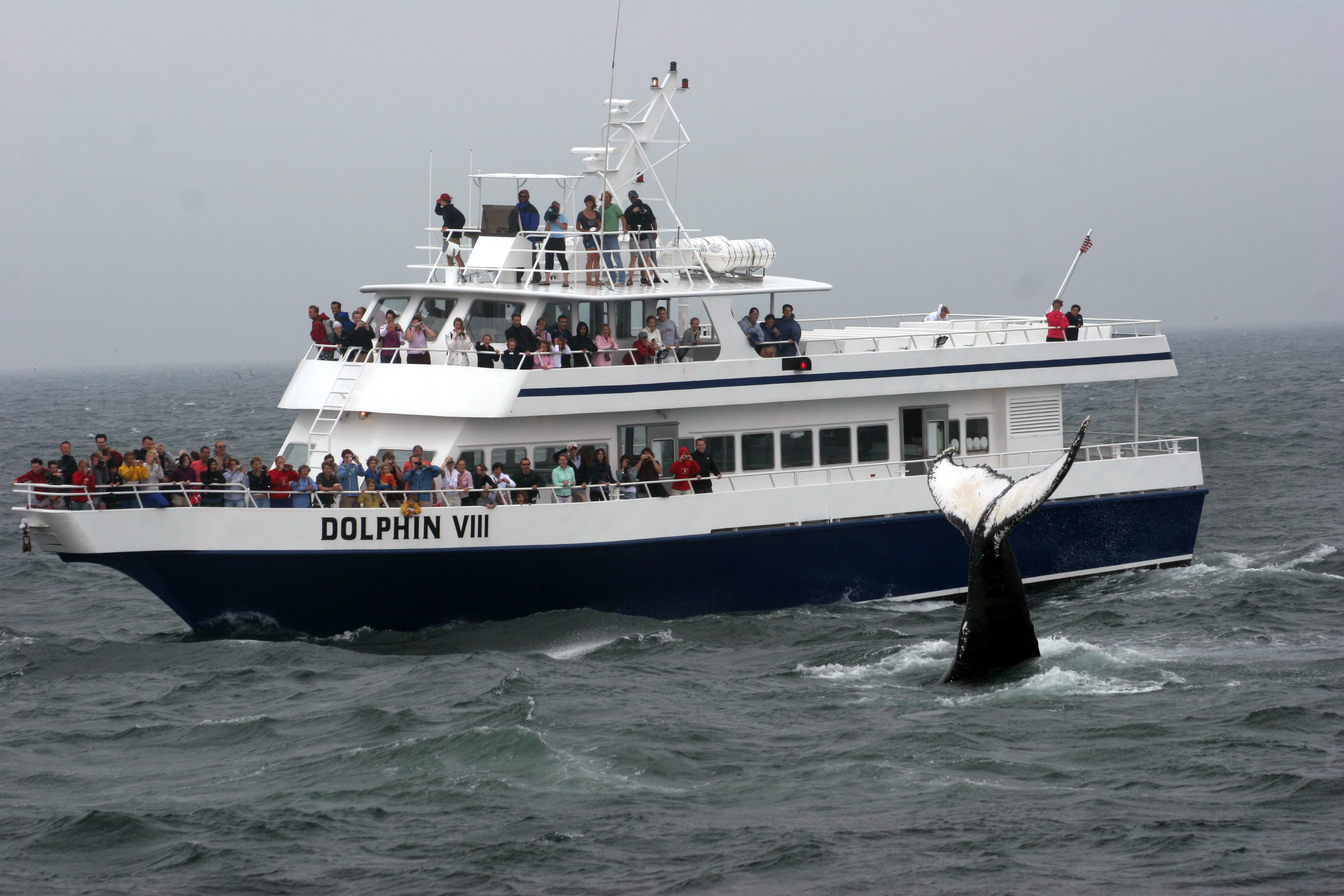 new england whale watching tours