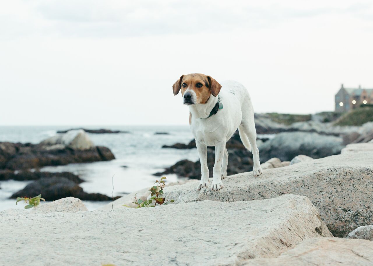 new england pets