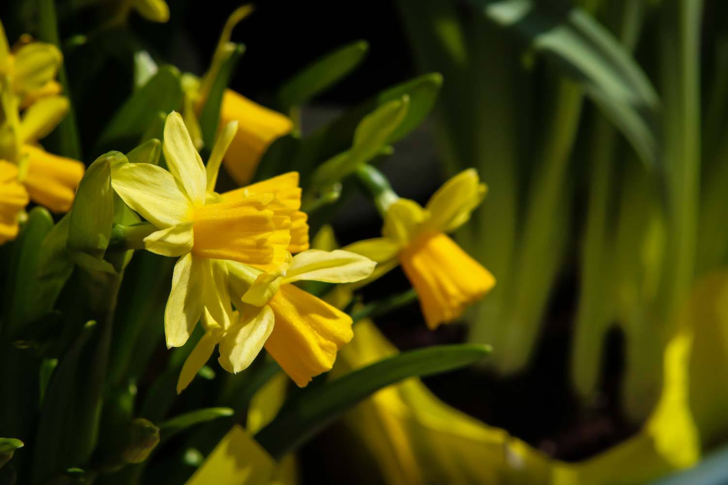 Happy Spring! Six Ways to Celebrate the Season | New England Living