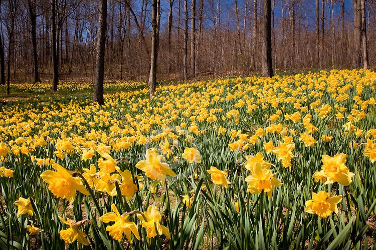 spring activities in new england